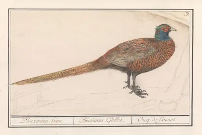 Fazant Phasianus Colchicus 3