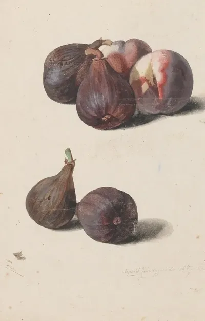 Feigen Und Pfirsiche