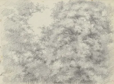 Felling Of Trees