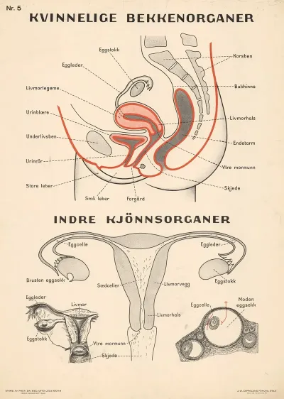 Female Reproductive Organs 3