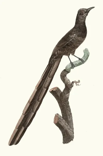Femelle De La Pie De Paradis