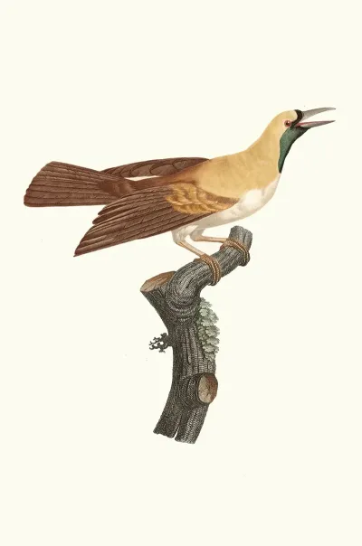 Femelle De Petit Oiseau De Paradis Emeraude