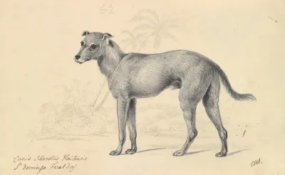 Feral Dog Of St Domingo