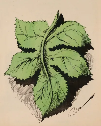 Feuille De Vigne Verte