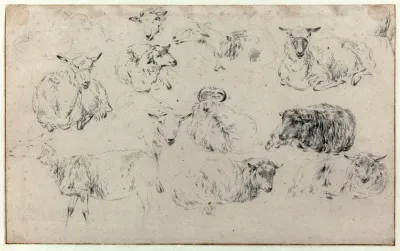Feuille Detude De Brebis