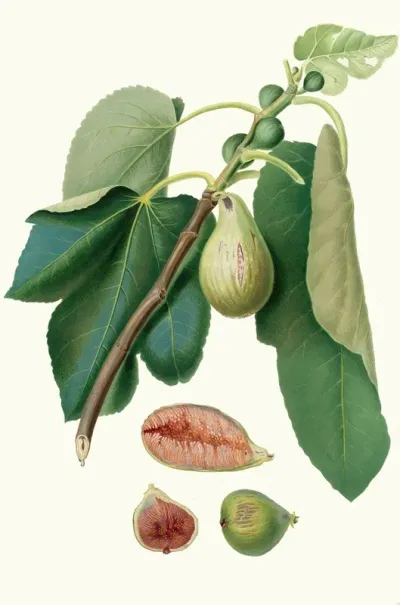 Fico Monaco Fico Della Lunigiana Fig Monaco