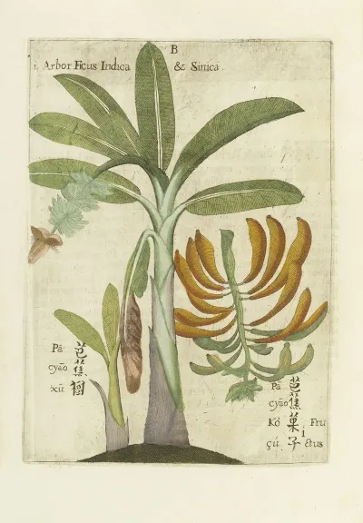 Ficus India Sinica