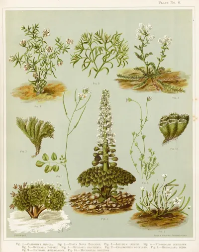 Fig 1 Cardamine Hirsuta Fig 2 Braya Novae Zelandie Fig 3 Lepidium Incisum Fig 4 Notothalspi Rosulatum Plate 6