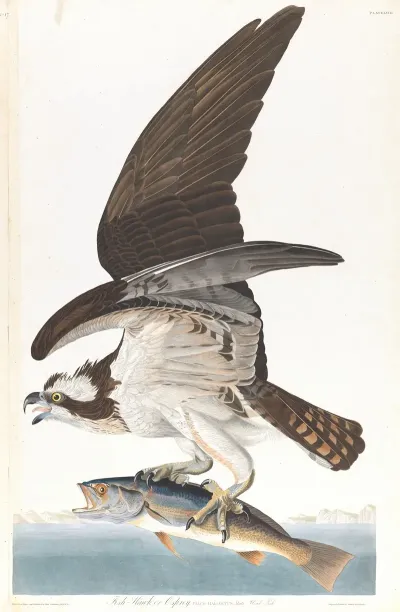 Fish Hawk Or Osprey