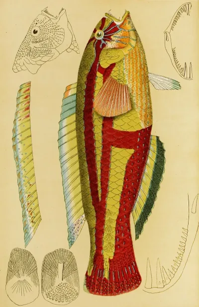 Fishes XIII