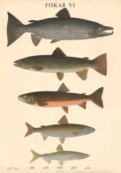 Fiskar VI