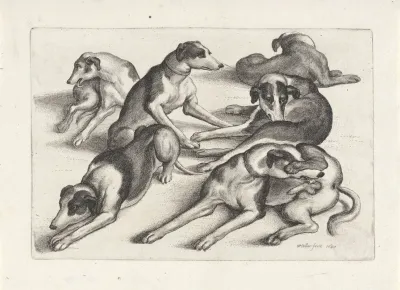 Five Hounds Lying On The Ground Licking Themselves
