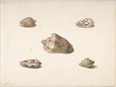Five Shells