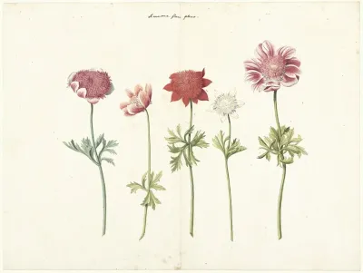 Five Studies Of Anemones