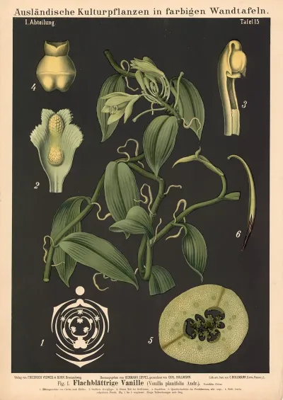 Flachblattrige Vanille Vanilla Planifolia Andr