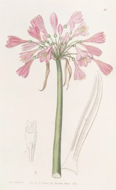 Flesh Coloured Calostemma