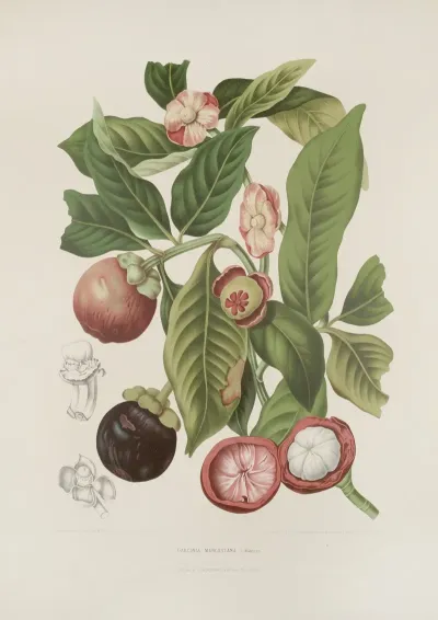 Fleurs Fruits Et Feuillages Choisis De Lille De Java Pl 16