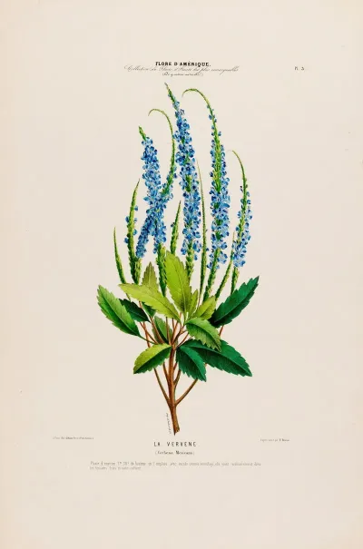 Flore Damerique Dessinee Dapres Nature Sur Les Lieux Pl 003