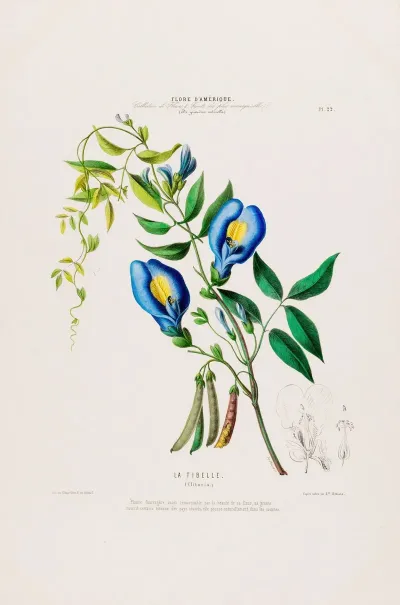 Flore Damerique Dessinee Dapres Nature Sur Les Lieux Pl 022