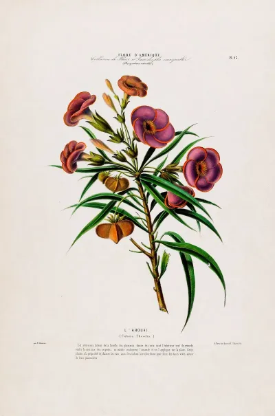 Flore Damerique Dessinee Dapres Nature Sur Les Lieux Pl 093