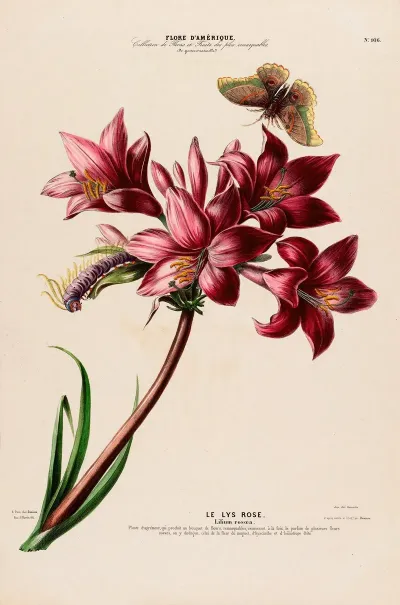 Flore Damerique Dessinee Dapres Nature Sur Les Lieux Pl 106