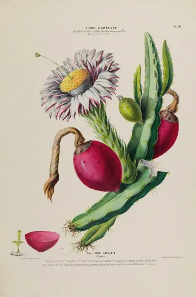 Flore Damerique Dessinee Dapres Nature Sur Les Lieux Pl 140