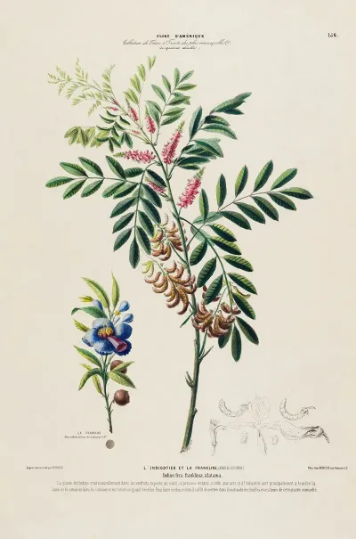 Flore Damerique Dessinee Dapres Nature Sur Les Lieux Pl 156