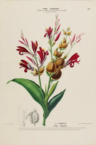 Flore Damerique Dessinee Dapres Nature Sur Les Lieux Pl 167
