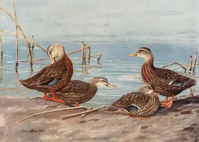 Florida Dusky Duck Mexican Duck