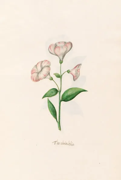Flos Admirabilis 2