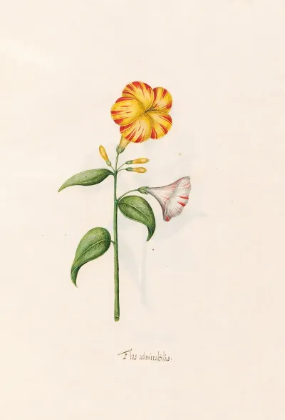 Flos Admirabilis 3