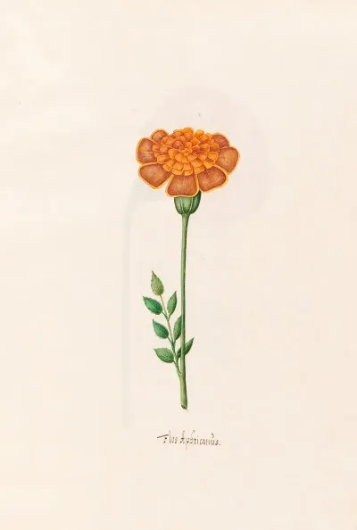 Flos Aphricanus 2