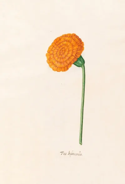 Flos Aphricanus 4