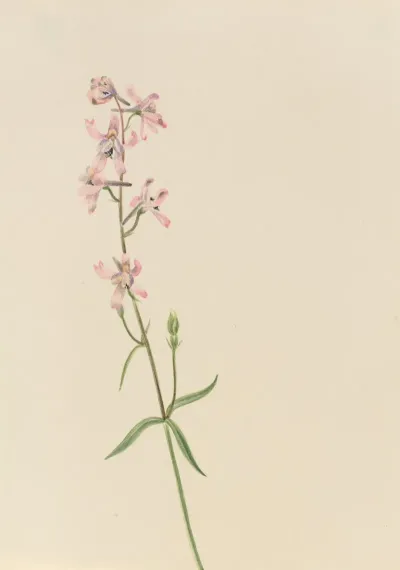 Flower Study 12