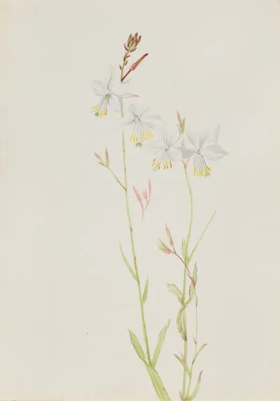 Flower Study 13