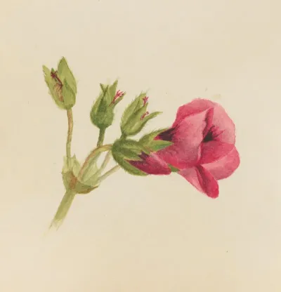 Flower Study 20