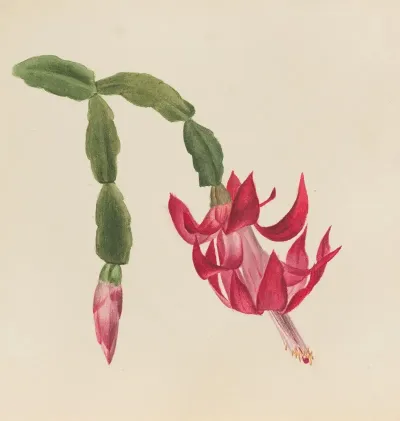 Flower Study 29