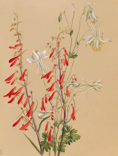 Flower Study 40