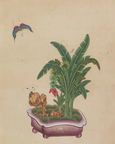 Flowers Birds And Insects Pl 19