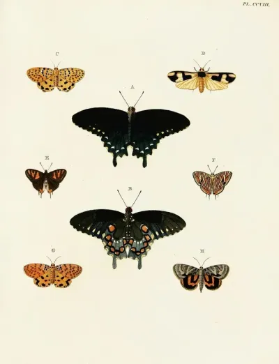 Foreign Butterflies Occurring In The Three Continents Asia Africa And America Pl 016