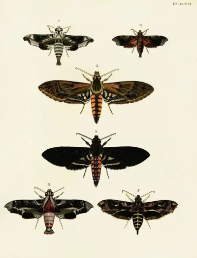 Foreign Butterflies Occurring In The Three Continents Asia Africa And America Pl 024