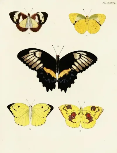 Foreign Butterflies Occurring In The Three Continents Asia Africa And America Pl 036