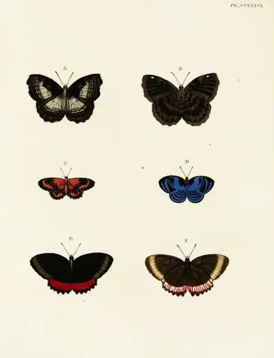 Foreign Butterflies Occurring In The Three Continents Asia Africa And America Pl 043