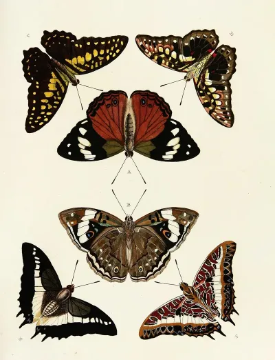 Foreign Butterflies Occurring In The Three Continents Asia Africa And America Pl 048
