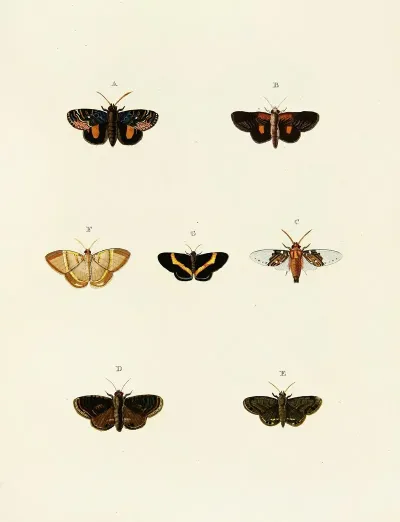 Foreign Butterflies Occurring In The Three Continents Asia Africa And America Pl 083