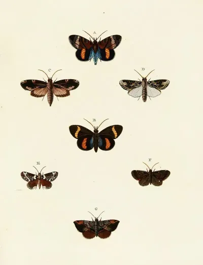 Foreign Butterflies Occurring In The Three Continents Asia Africa And America Pl 116