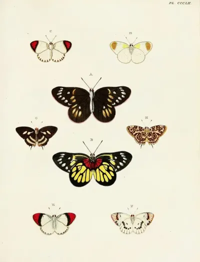 Foreign Butterflies Occurring In The Three Continents Asia Africa And America Pl 157