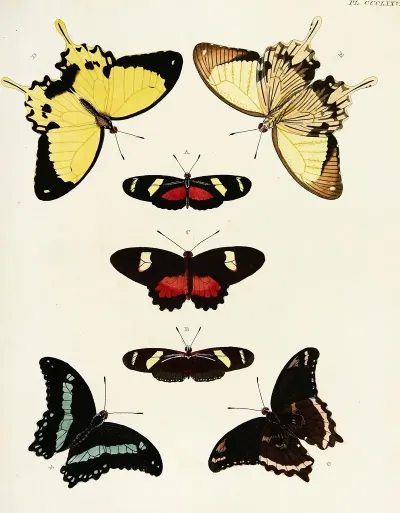 Foreign Butterflies Occurring In The Three Continents Asia Africa And America Pl 183