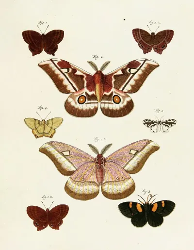Foreign Butterflies Occurring In The Three Continents Asia Africa And America Pl 236