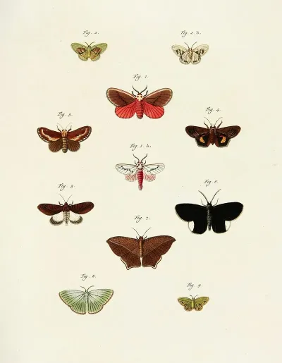 Foreign Butterflies Occurring In The Three Continents Asia Africa And America Pl 239